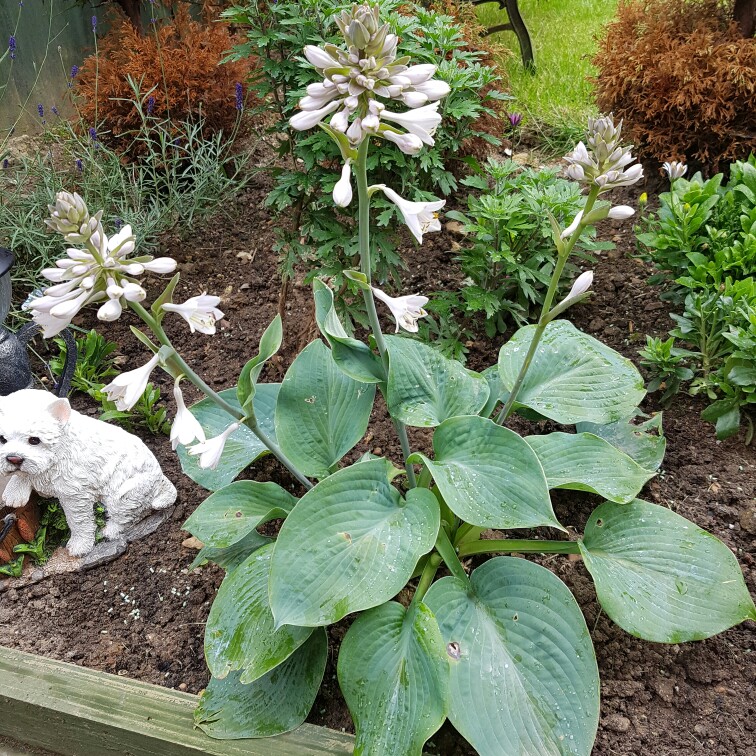 Plantain Lily