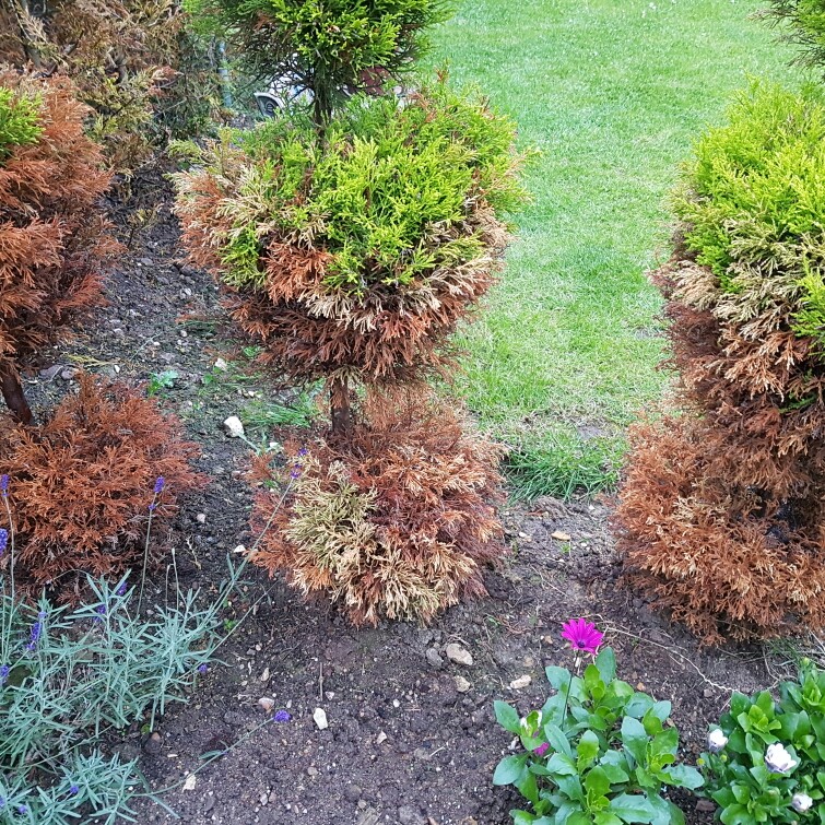 Leylandii Cypress