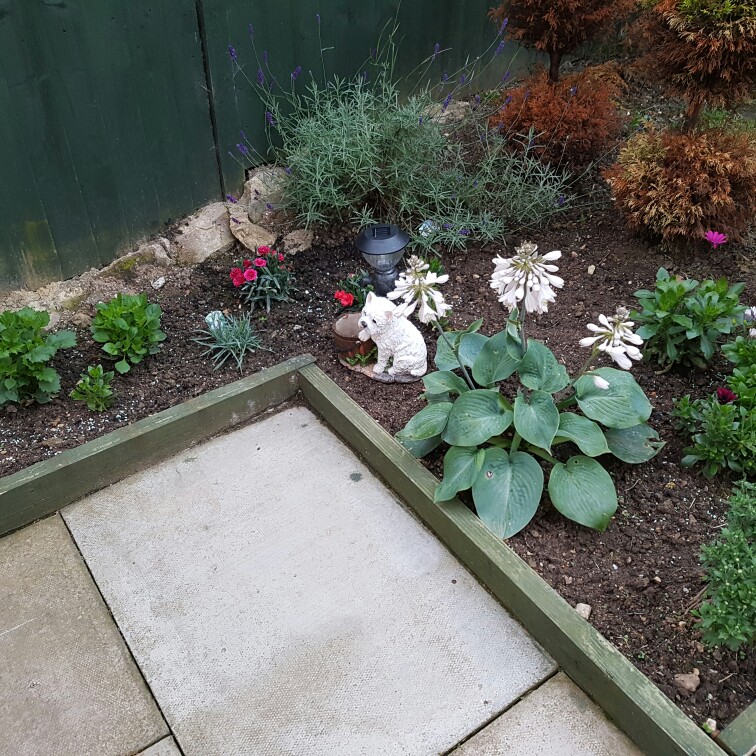 Vicky's garden