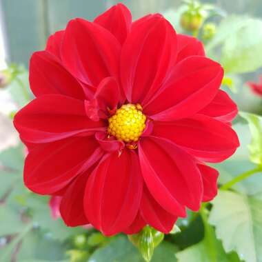 Dahlia