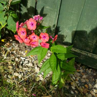 Vicky's garden