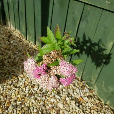 Vicky's garden