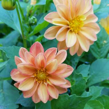 Dahlia
