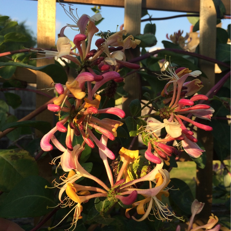 Plant image Lonicera periclymenum 'Serotina' syn. Lonicera periclymenum 'Florida'