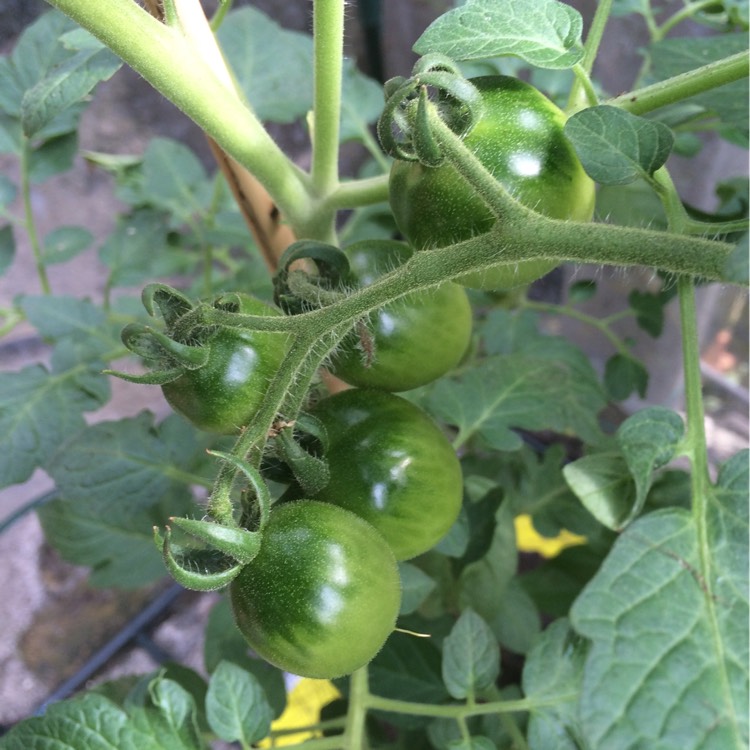 plant image 198623