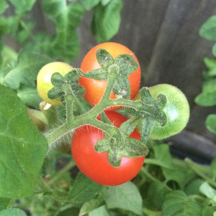 plant image 215664