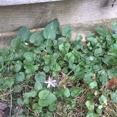 Vicky's garden