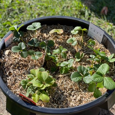 Victoria's garden