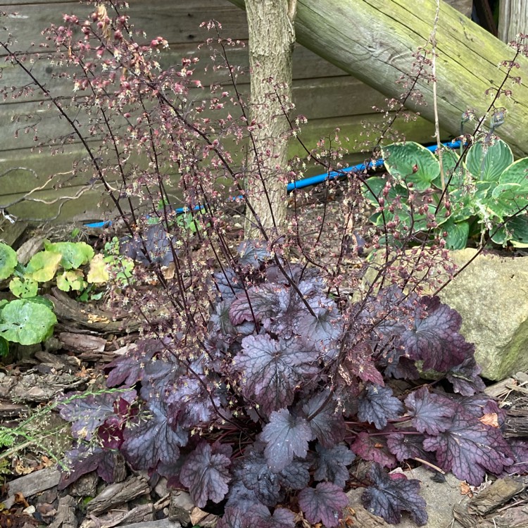 Plant image Heuchera 'Black Beauty'