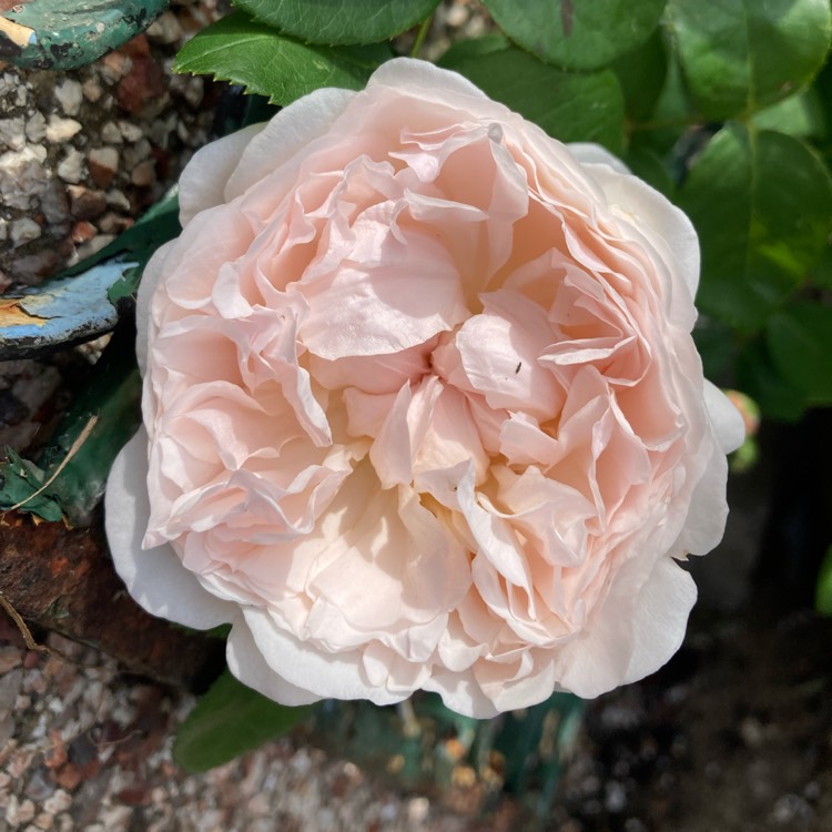plant image 1609619