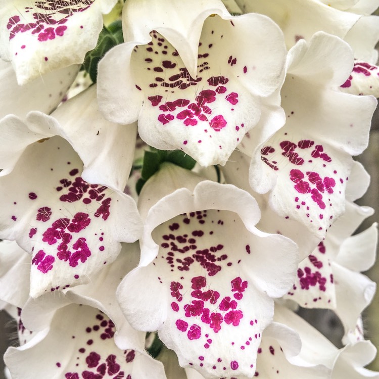 plant image 1061284