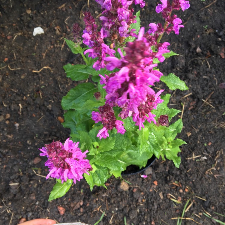 Plant image Salvia x sylvestris 'Rose Marvel' syn. Salvia nemorosa 'Rose Marvel'