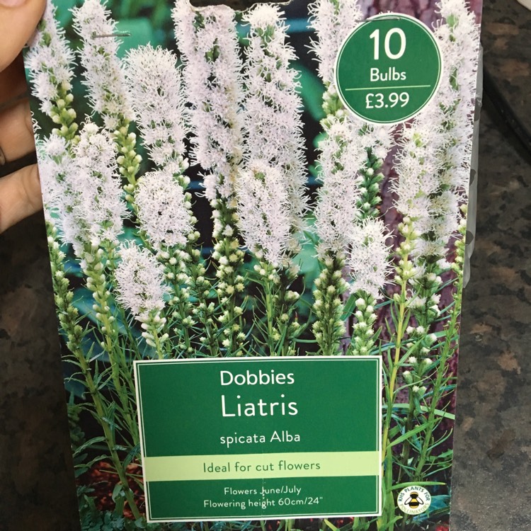 Plant image Liatris spicata 'Alba'