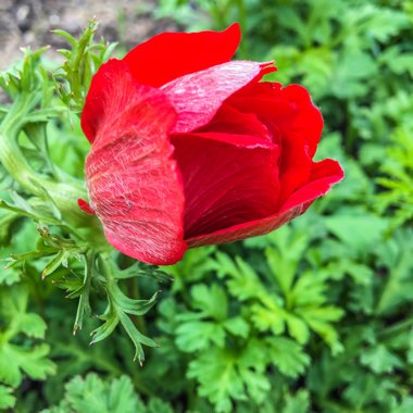 Anemone coronaria De Caen (Mix)