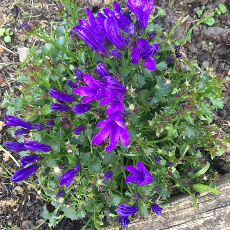 Plant image Campanula 'Get Mee'