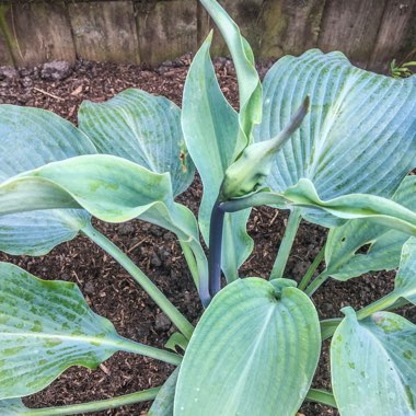 Hosta (Tardiana Group) 'Devon Blue'