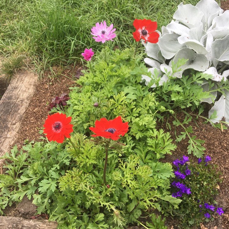 plant image 1089184