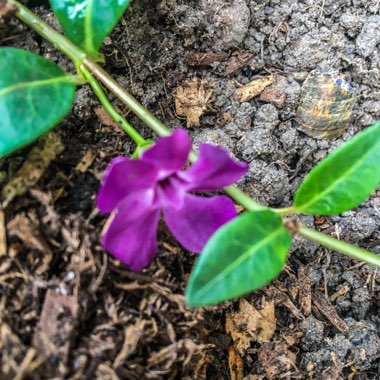 Vinca Minor 'Atropurpurea'