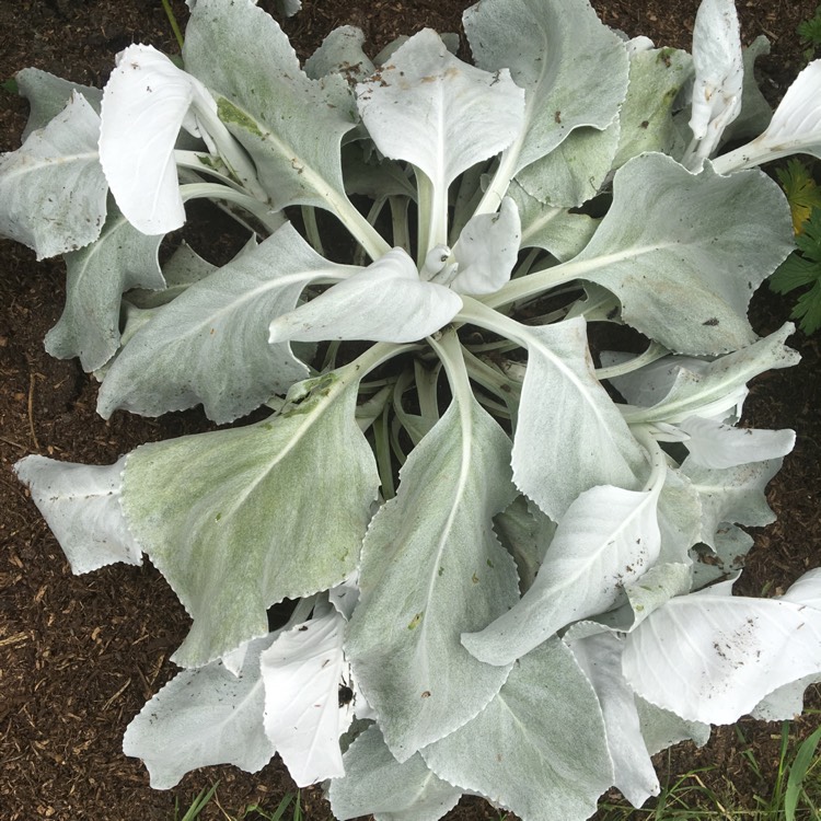 plant image 1089193 plant image 1089193