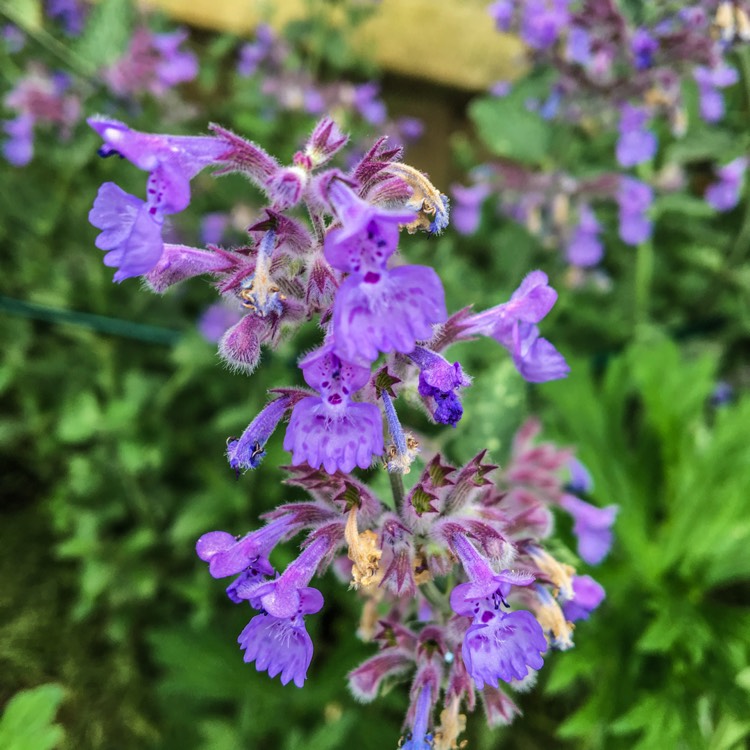 Plant image Nepeta 'Six Hills Giant'