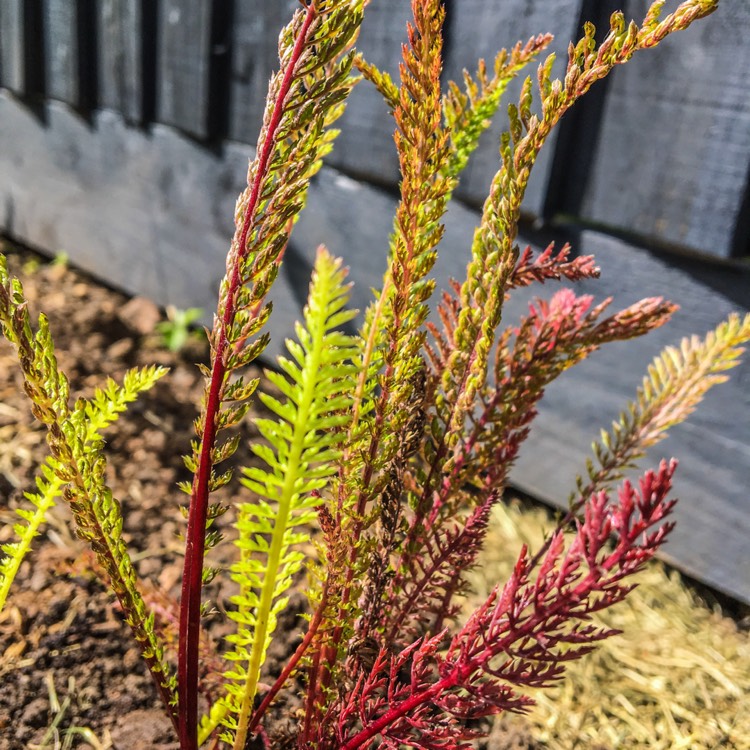 Plant image Achillea Millefolium 'Cerise Queen' syn. Achillea Millefolium 'Cherry Queen'