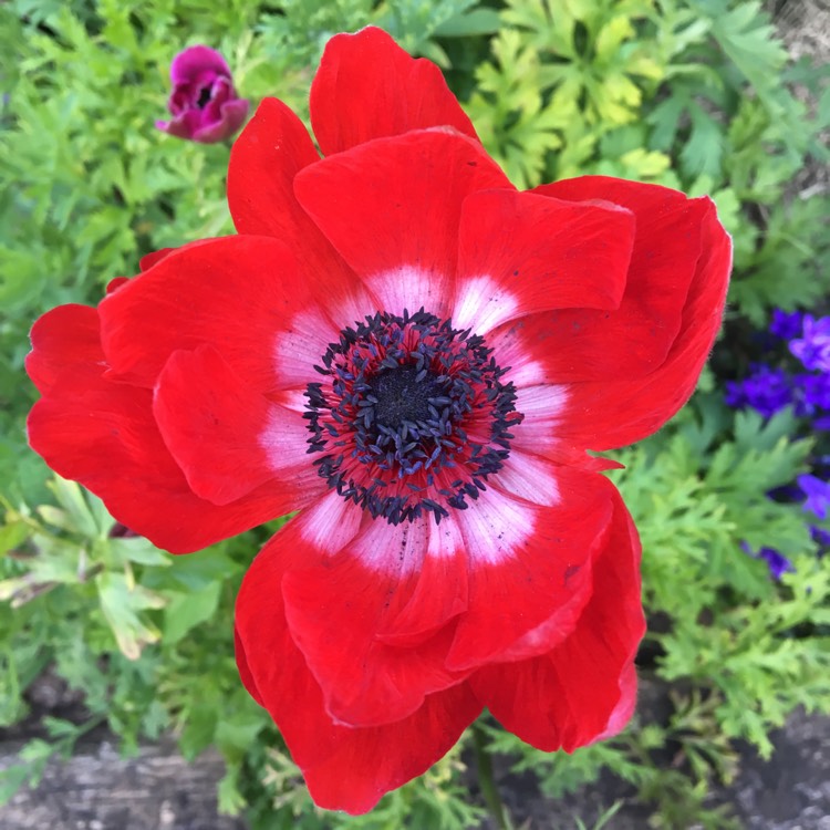 plant image 1094486
