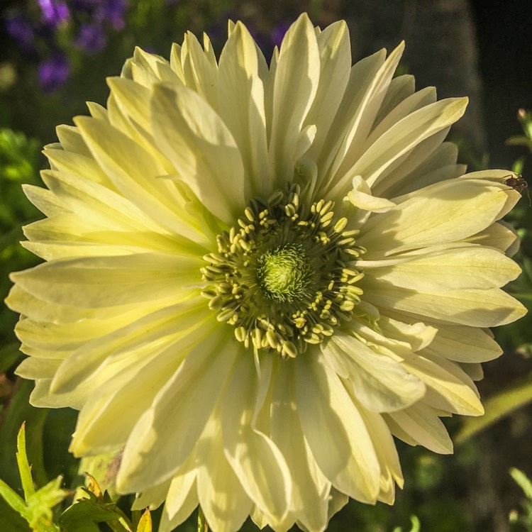 plant image 1101479
