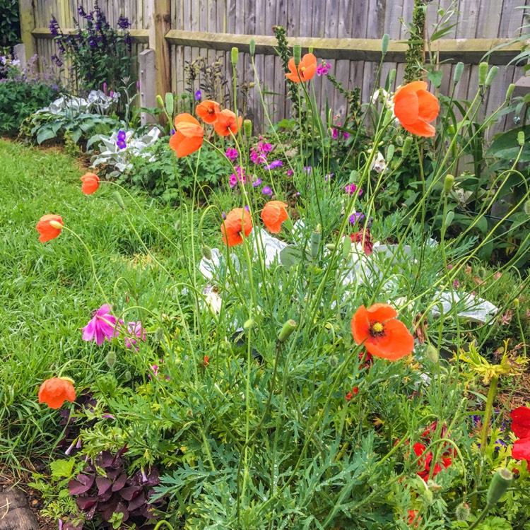 plant image 1113734 plant image 1113734