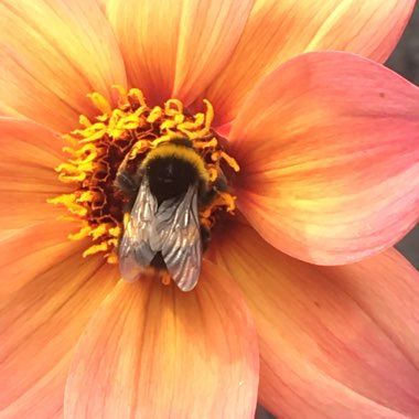 Dahlia 'Hawaiian Dreams' syn. Dahlia 'Mystic Fantasy'