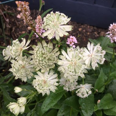 Astrantia major subsp. involucrata 'Shaggy'