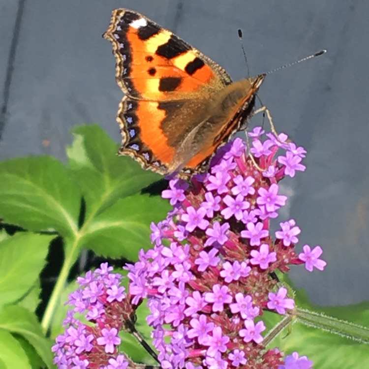 plant image 1148249 plant image 1148249
