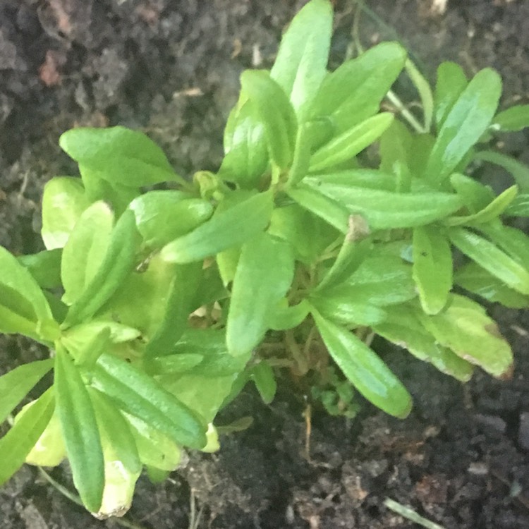 Plant image Hyssopus officinalis