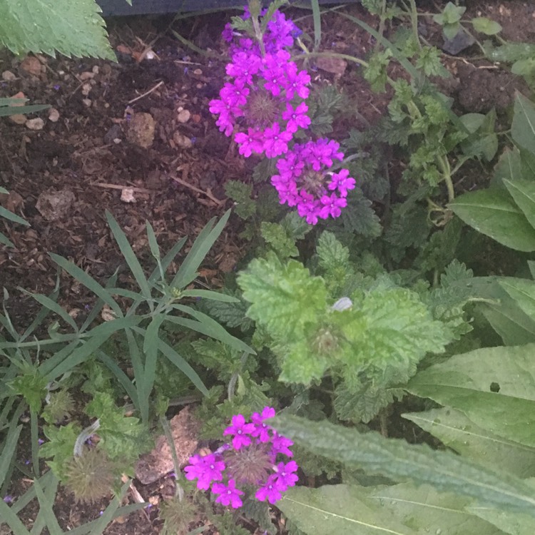 Plant image Glandularia 'Homestead Purple' syn. Verbena 'Homestead Purple'