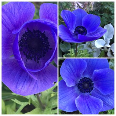 Anemone coronaria De Caen (Mix)