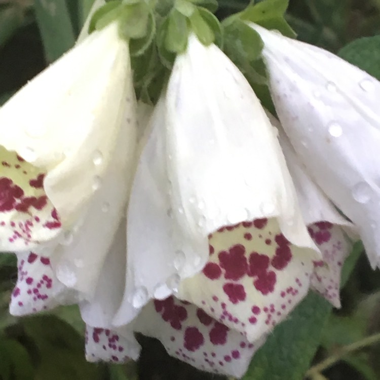 plant image 1173776