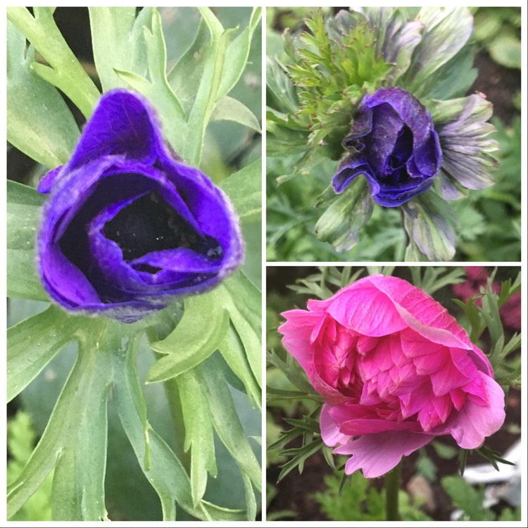 plant image 1173781