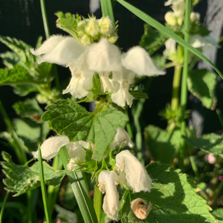 Plant image Lamium album