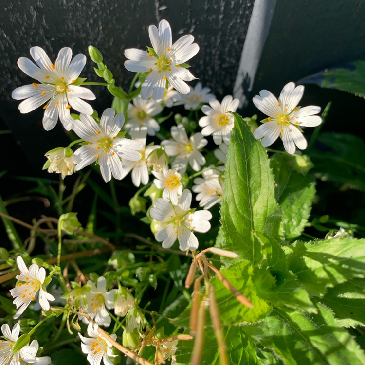 Plant image Stellaria holostea