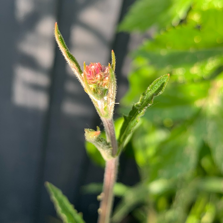 plant image 1292374 plant image 1292374