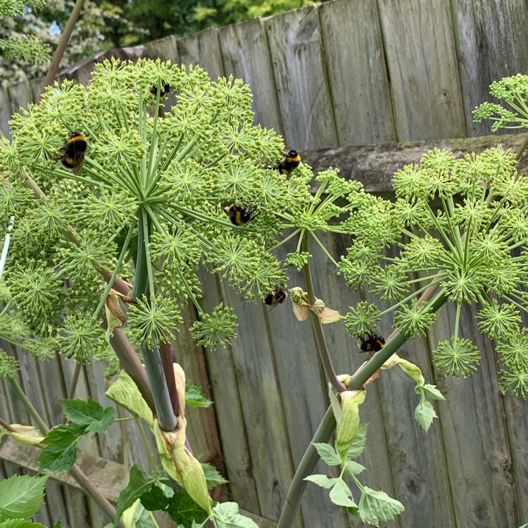 Plant image Angelica archangelica; syn Angelica officinalis