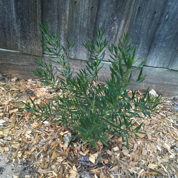 plant image 598010