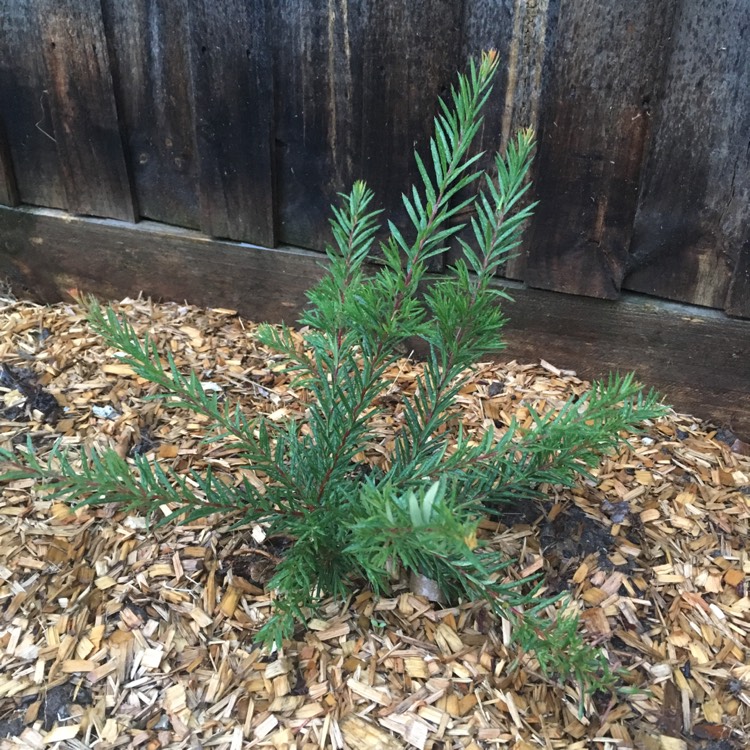 plant image 598013