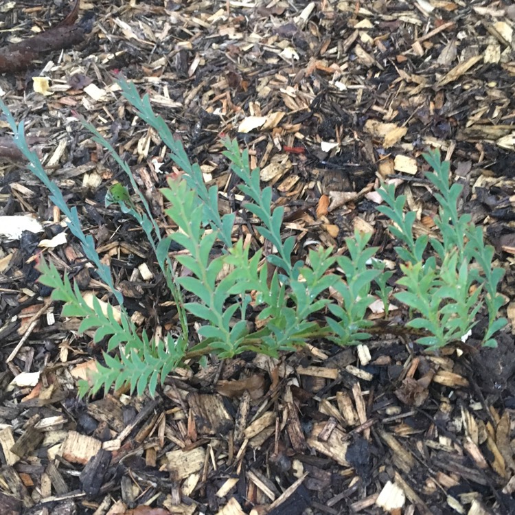plant image 598030