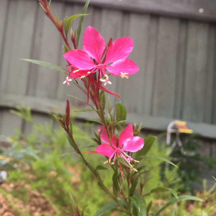 Plant image Oenothera lindheimeri 'Siskiyou Pink' syn. Gaura lindheimeri 'Siskiyou Pink'