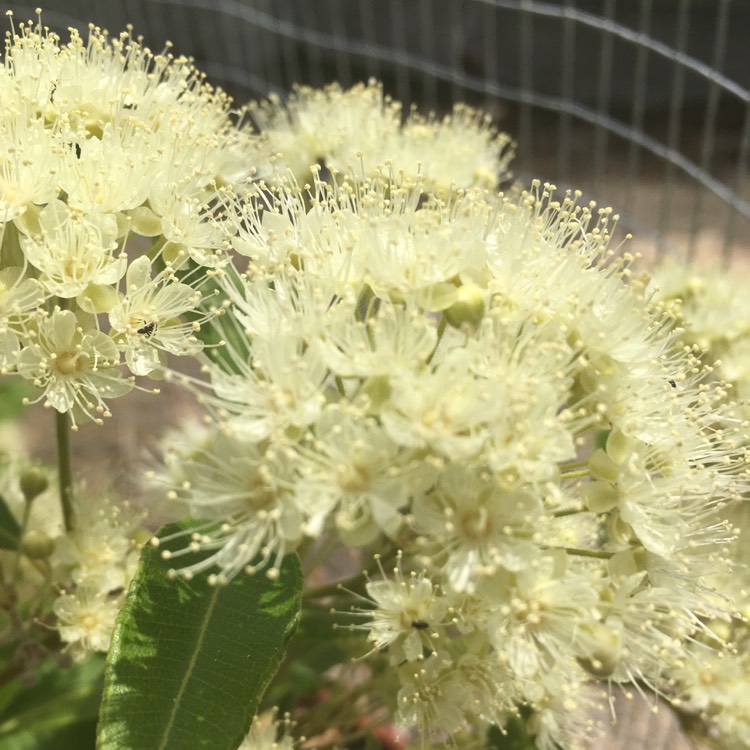 plant image 604114
