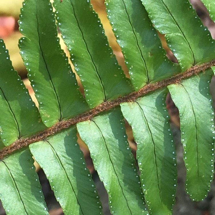 Plant image Adiantum hispidum