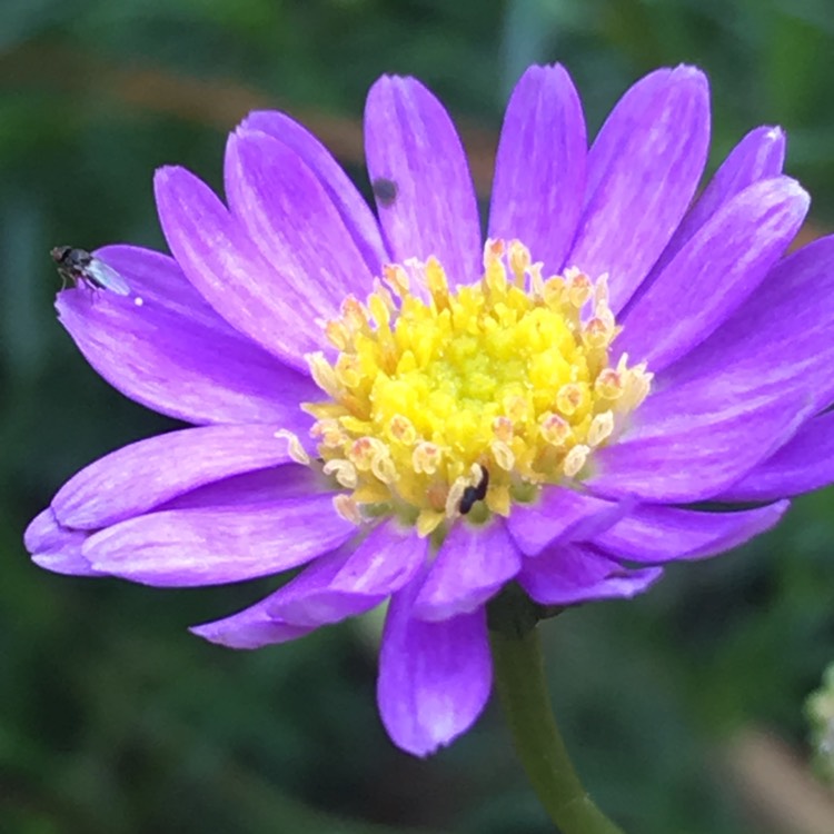 Plant image Brachyscome multifida