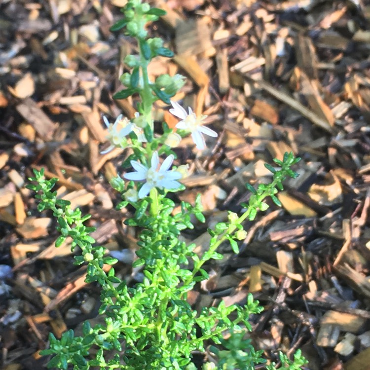 plant image 610791