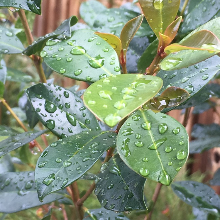 plant image 640213