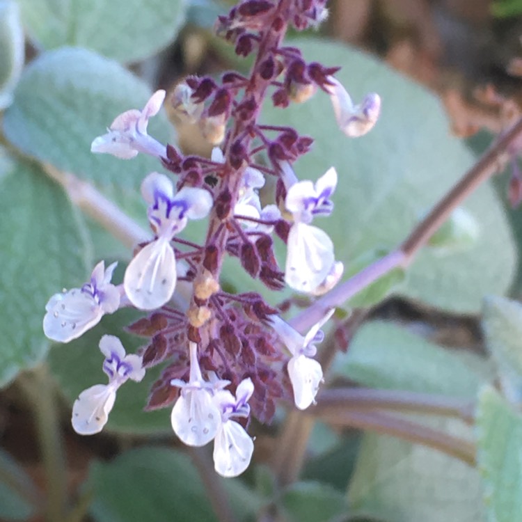 Plant image Plectranthus argentatus